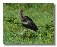 Glossy Ibis_ANL_3889